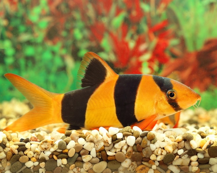 Clown Loach ~ 5cm - 6cm